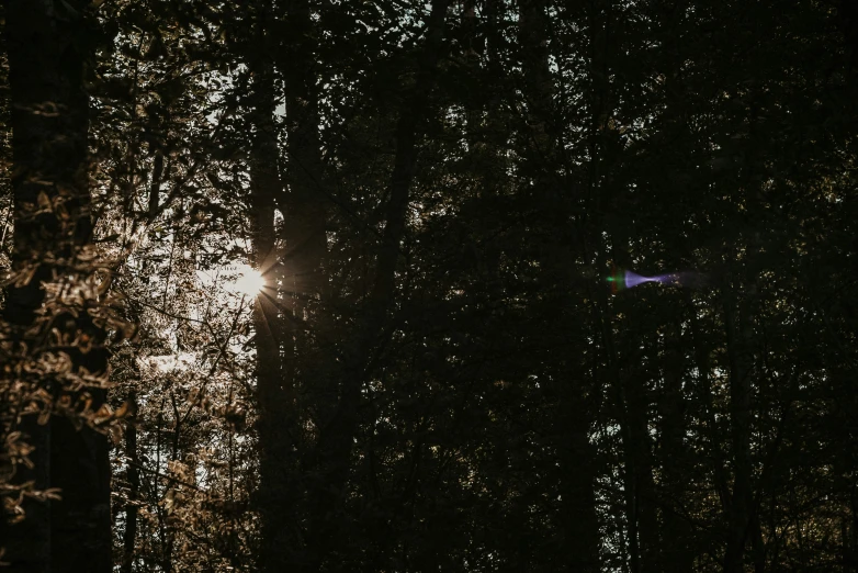 the sun shining through the nches of trees in a forest