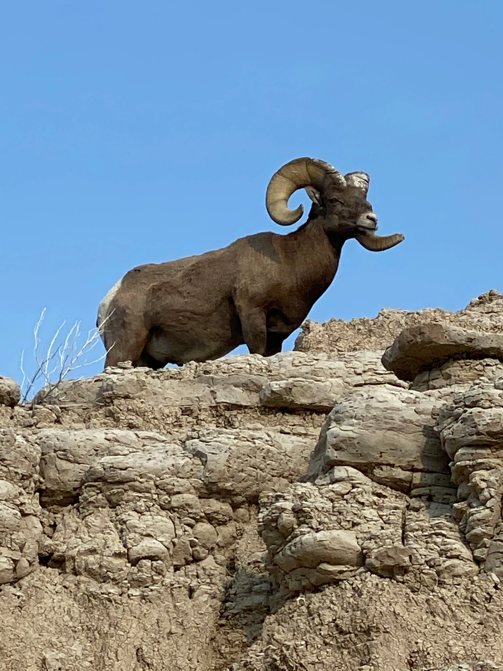 a horned ram standing on the top of a rock cliff