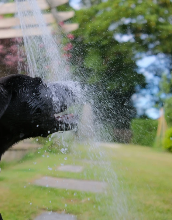 a dog in the air in a garden getting sprayed