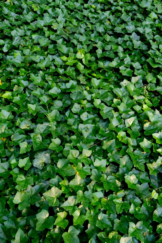 the top part of a field that has many green plants growing in it