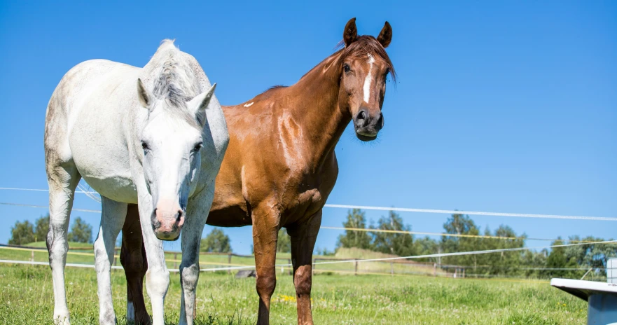 two horses stand near each other in a field