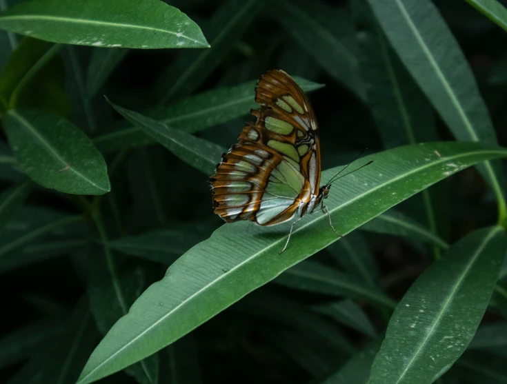 a close - up of a erfly on a leaf