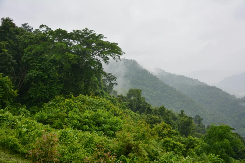 a mountain top covered in a cloud filled forest