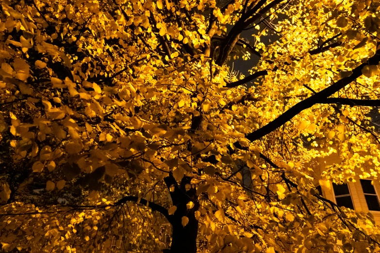 a large tree is shown in the evening light