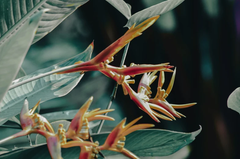 a close - up of a flower growing from a nch