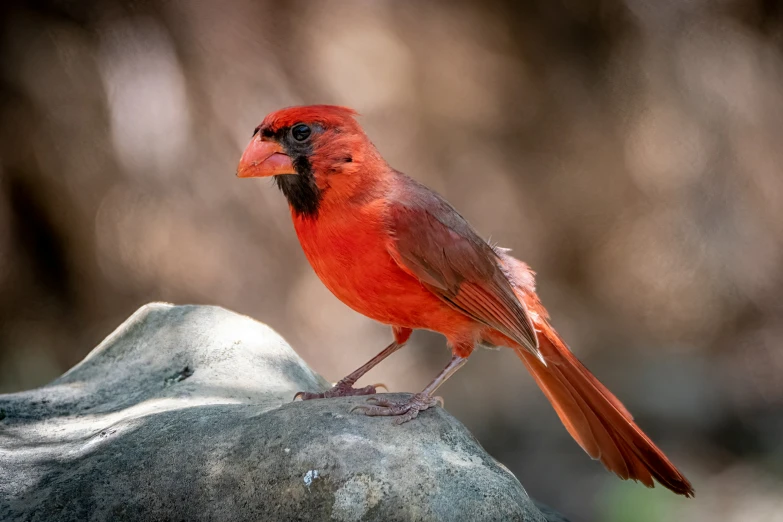 the small red bird is sitting on the edge of a rock