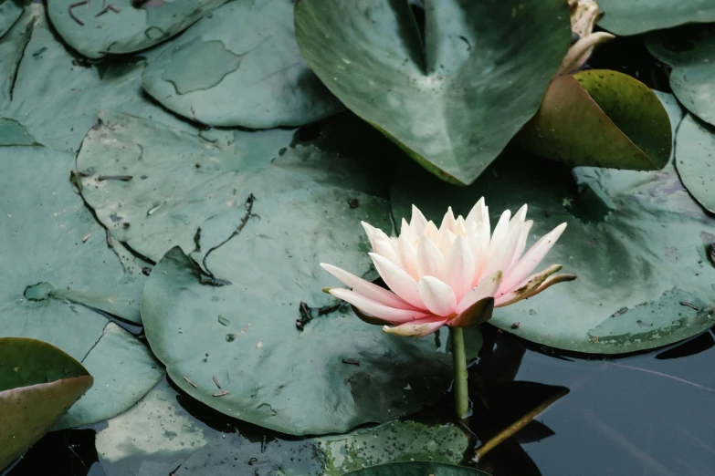 a pink flower sits on top of the leaves of water lillies