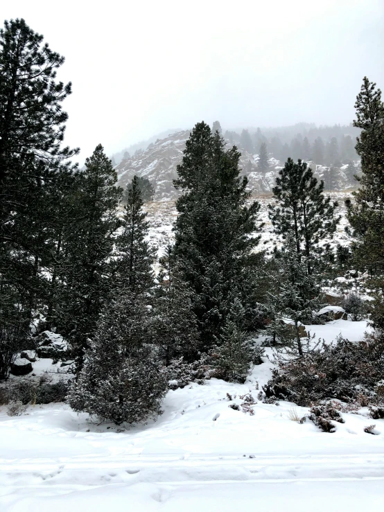 the trees and snow are covered in thick blankets