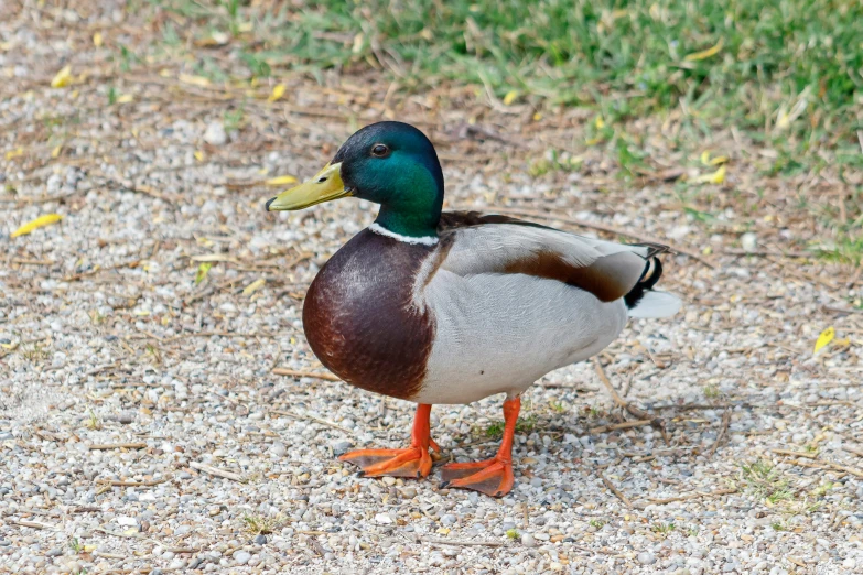 a duck with brown and tan markings standing in the grass