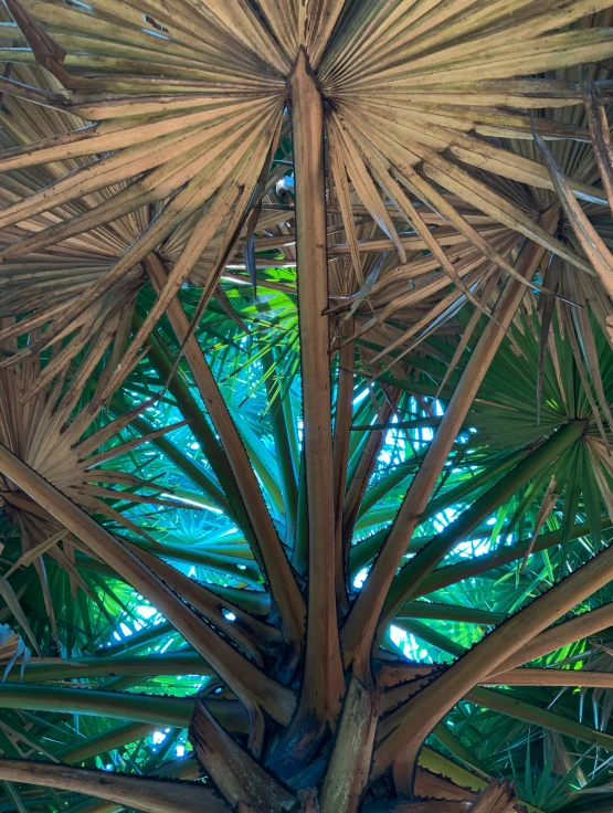 the top of a very large palm tree