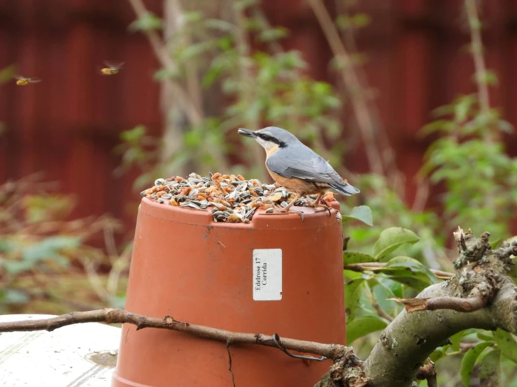 a bird is sitting on top of a red pot