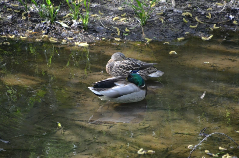 two ducks sitting in the middle of a pond