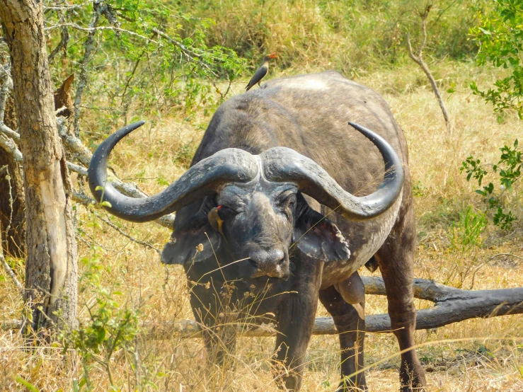 there is a large bull standing next to a tree