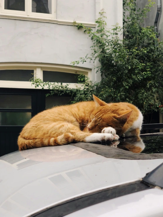 a cat that is laying down on the hood of a car