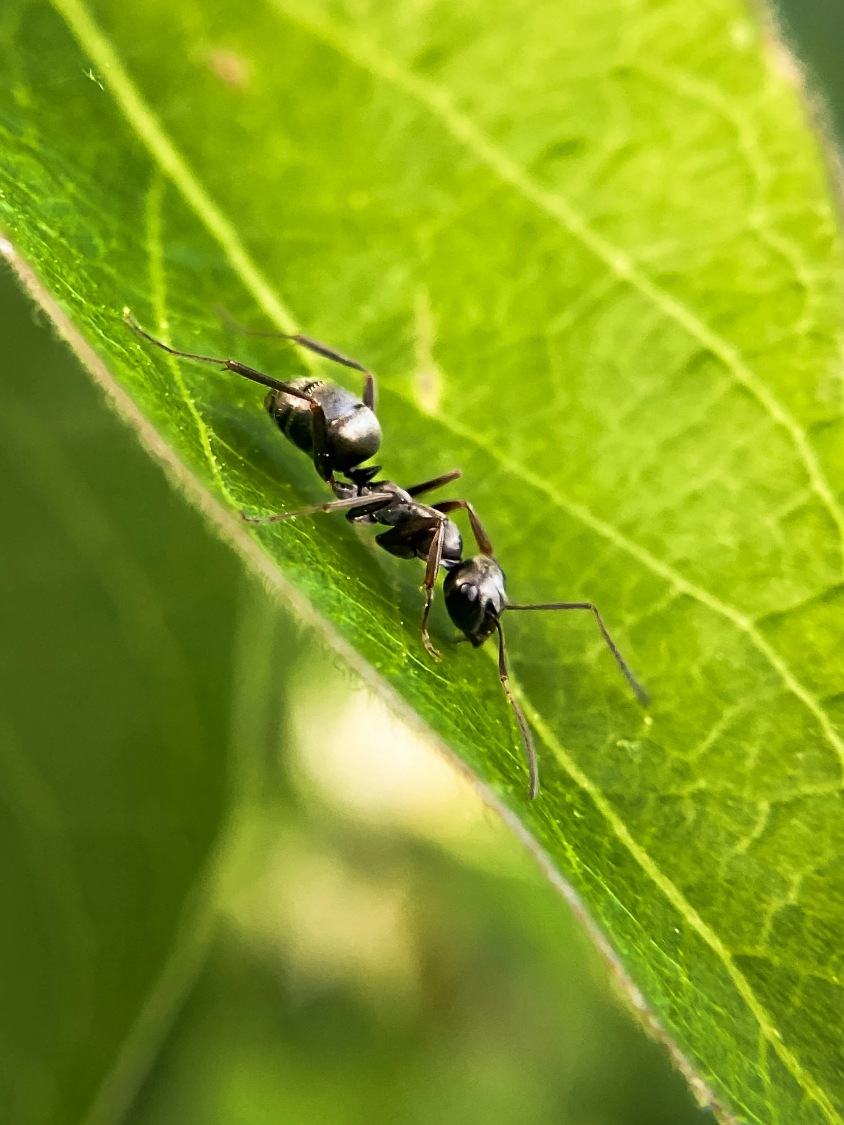 two ants with long legs walking on green leaves