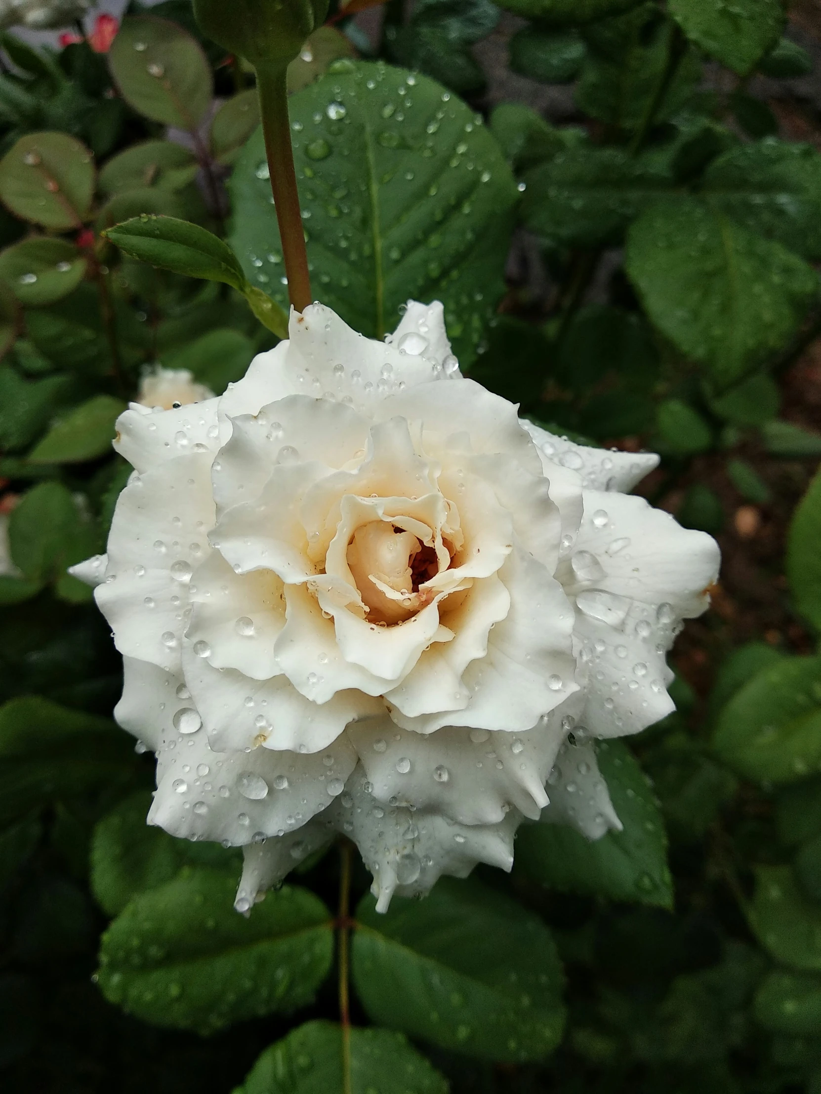 there is a very large white flower on this bush