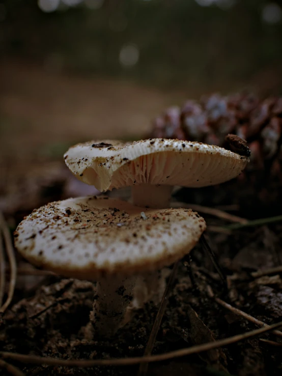 two mushrooms are on the ground next to a pine cone