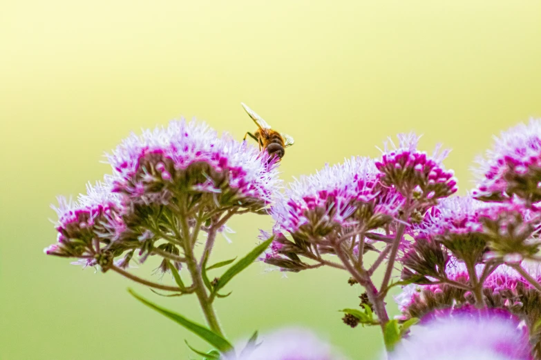 a bee flying away from a pink flower