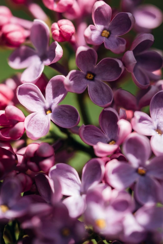 this is a po of an image of some pink and purple flowers