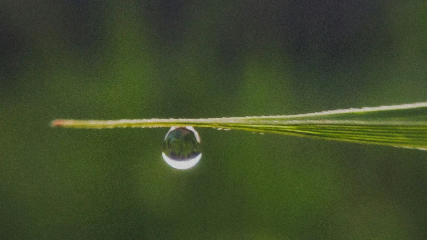 a grass blade with water droplet on it