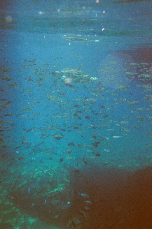 the blue water with many fish swimming around