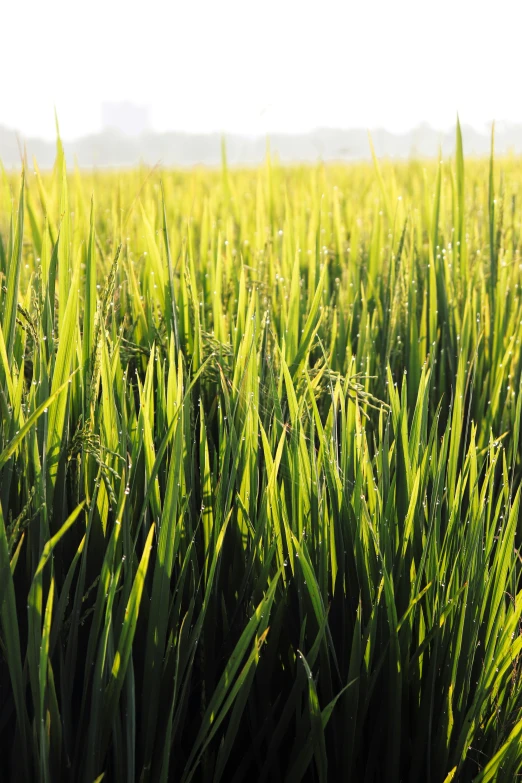 grass growing in an open field under a white sky