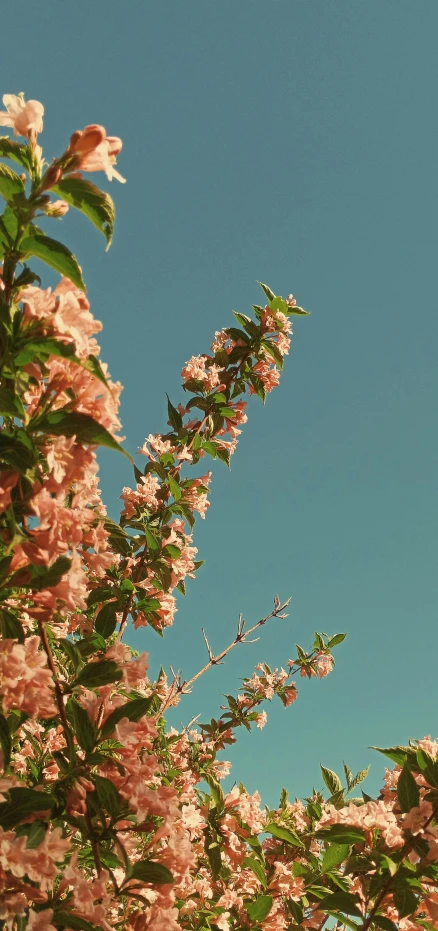 nches of trees are blossoming against a blue sky