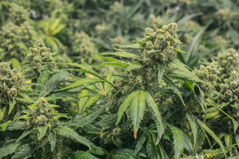 a close - up of green weed plants and the leaves,