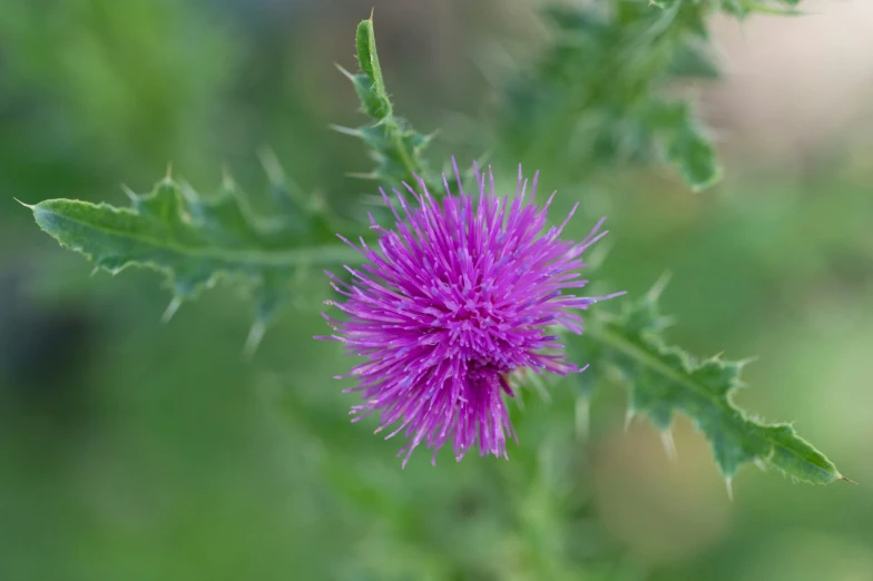 the purple flower is blooming very large