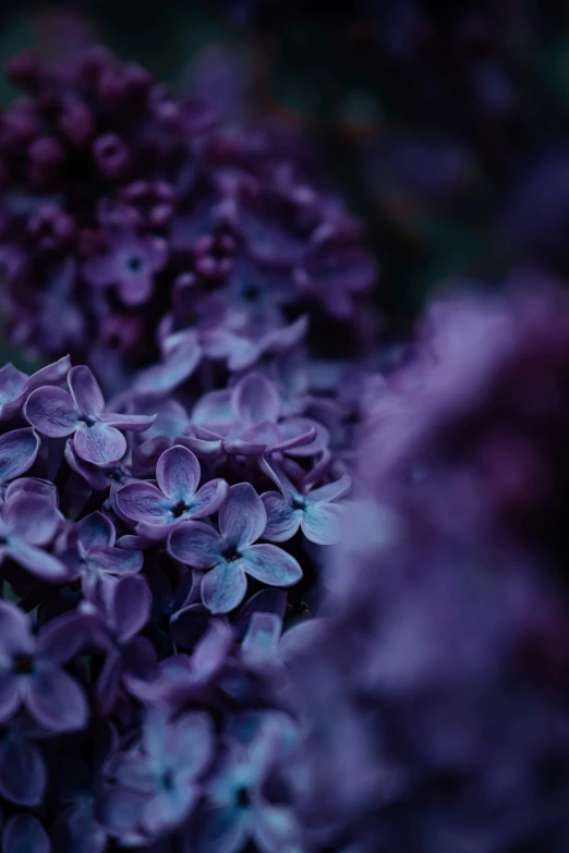 a group of purple flowers with blurry back ground