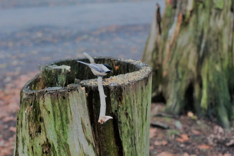 some birds are on a piece of wood near water