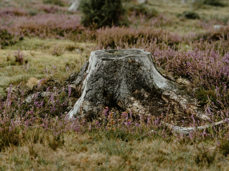 this tree stump looks old and has been bent by a fallen down tree