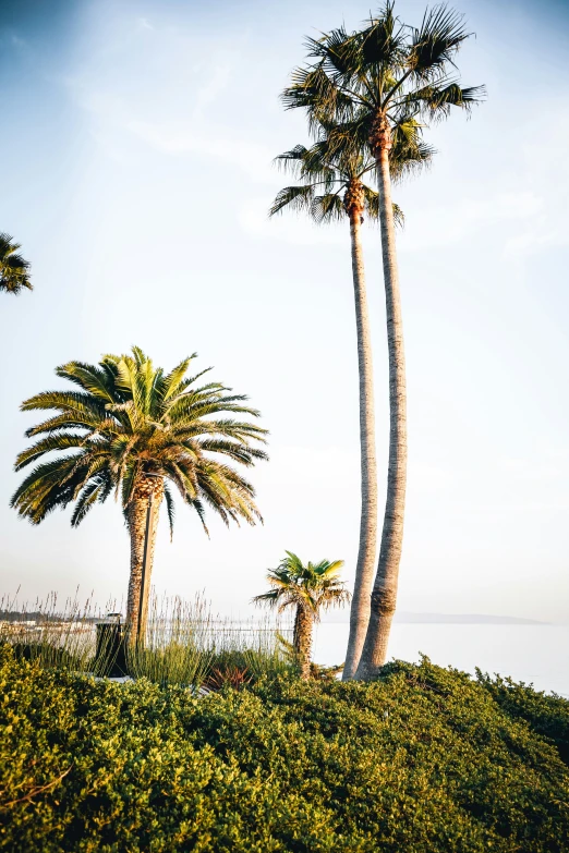 two palm trees near water on a sunny day