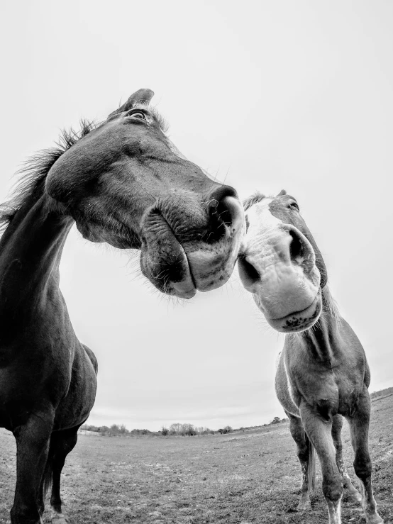 two horses standing in the middle of a field