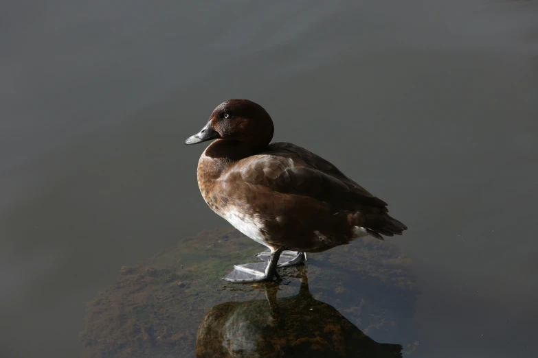 duck standing on a rock in the water