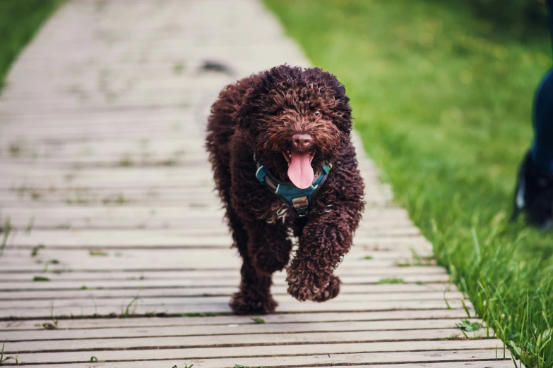 a poodle is walking on a wooden boardwalk