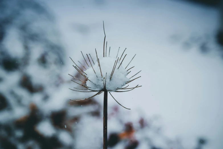 white snow on a blade on the ground