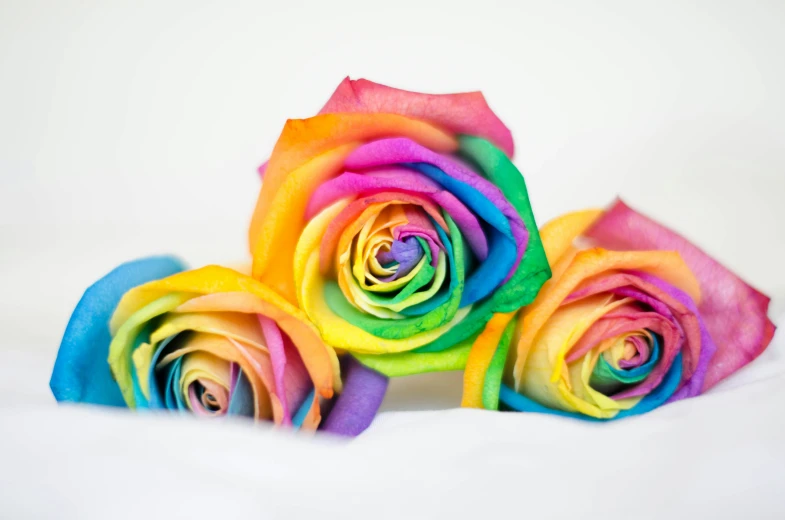 three colorful roses sitting in the middle of a white background