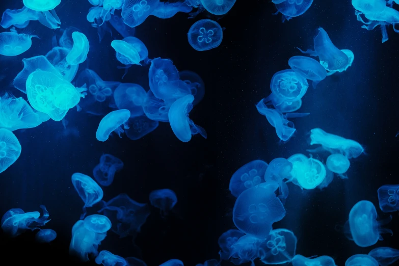 the blue jellyfish look like they are floating in the water