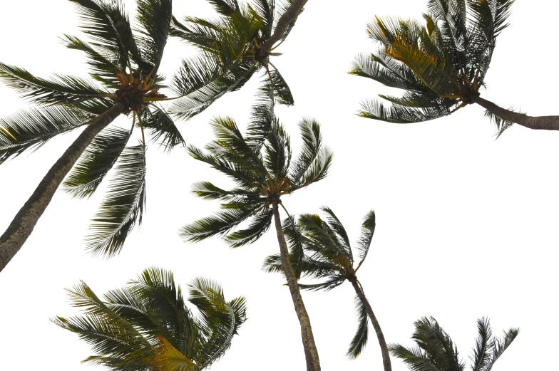 trees reaching upward in an otherwise cloudy sky