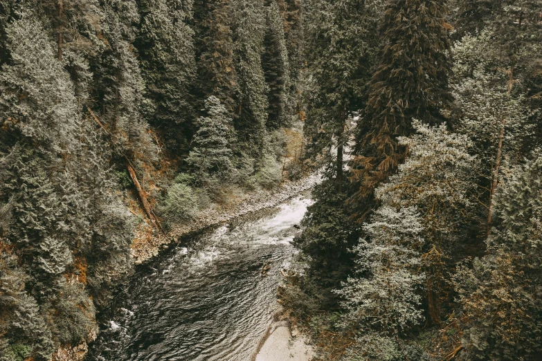 a forest with snow and a river and trees