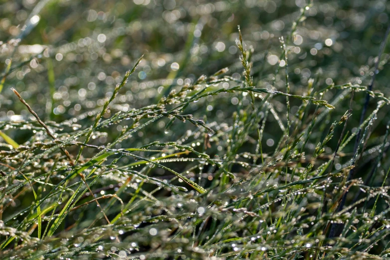 dew covered grass with little light drops