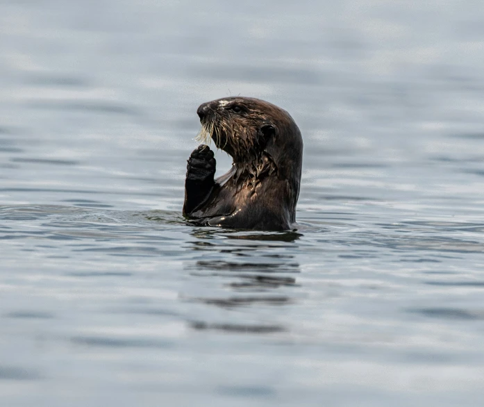 an image of a seal swimming in the water