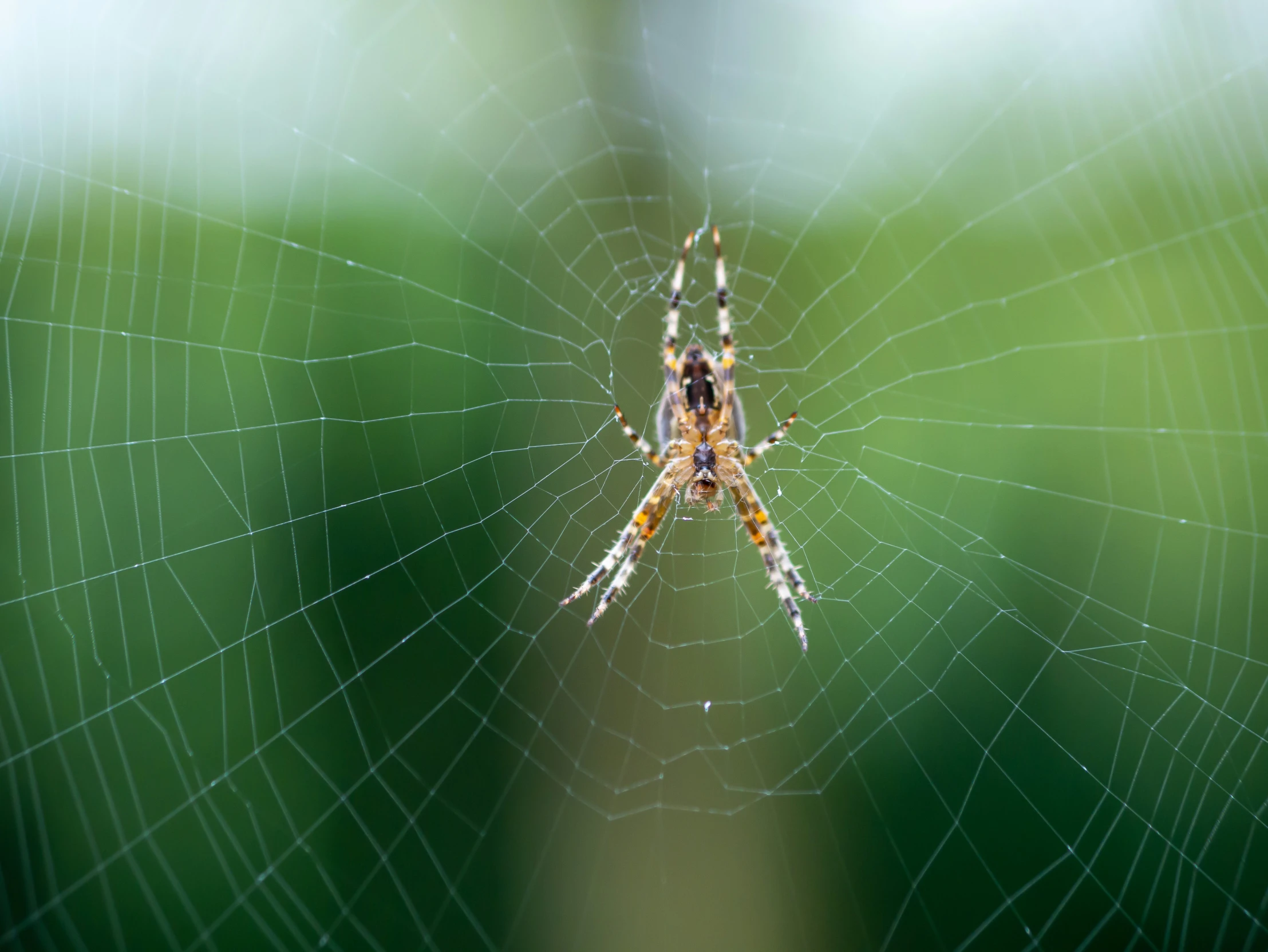 a spider has two long legs hanging on the web