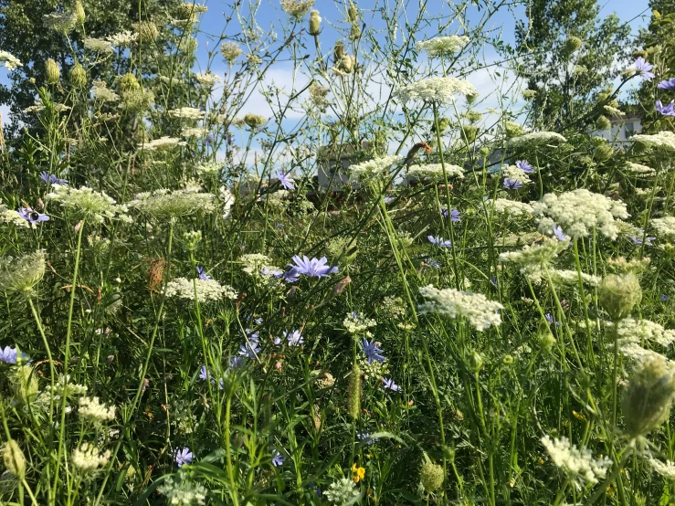 blue flowers with white fluffy foliage in the foreground