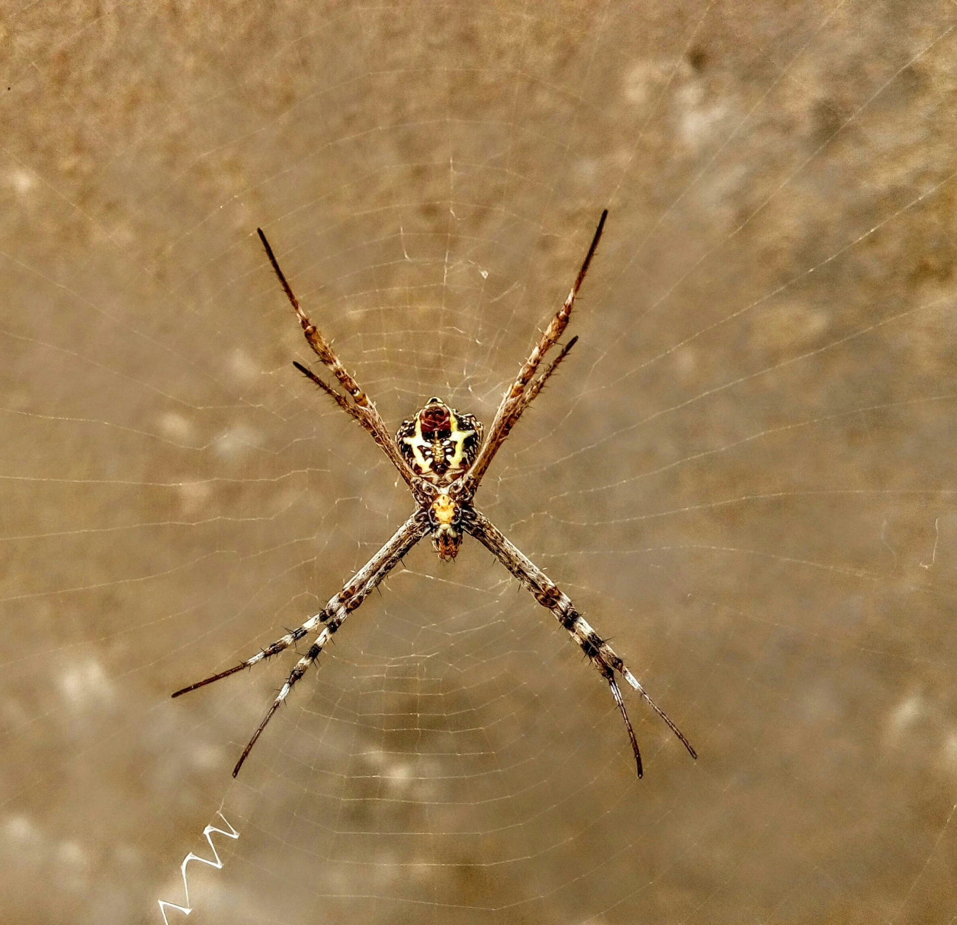 a close up image of a spider on it's back