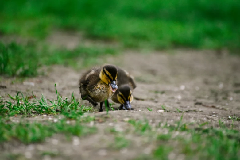 two young ducks sitting in the dirt