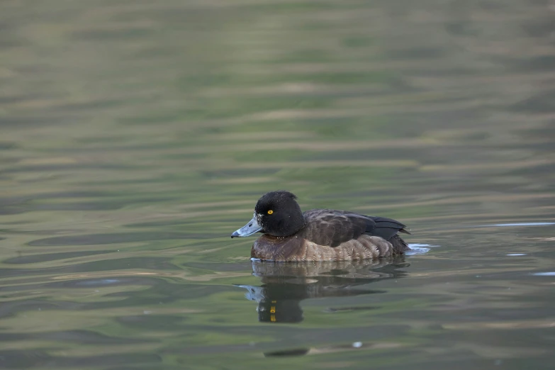 a bird floating on top of a lake next to a forest