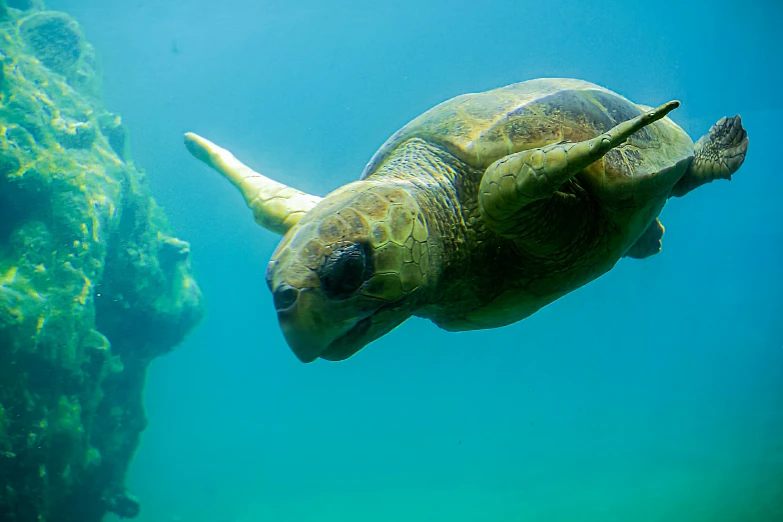 a close up s of an turtle in the ocean