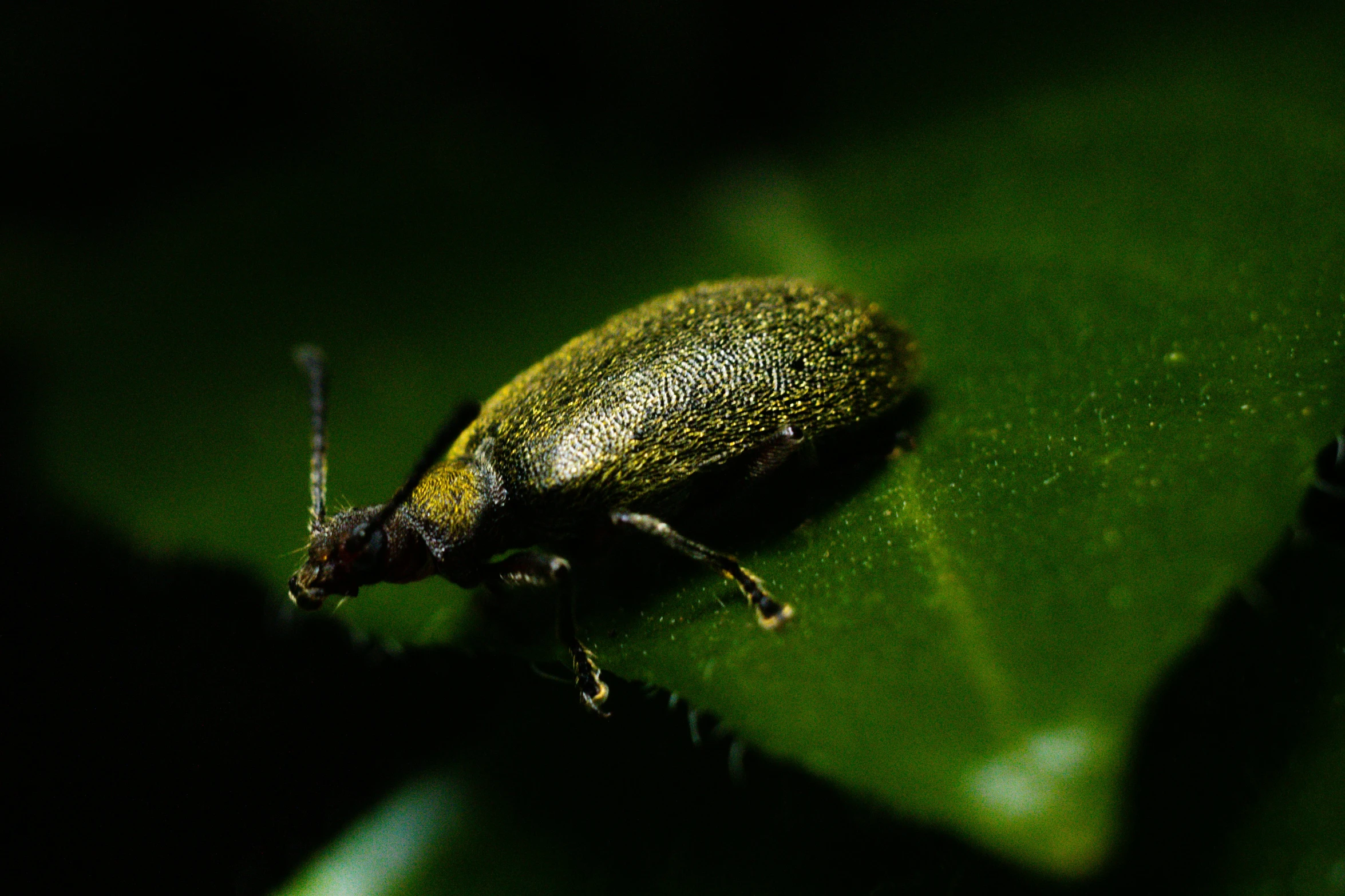 a bug that is standing on a green leaf